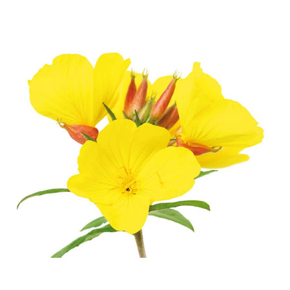 Onagran Olio di enotera El Granero, 400+50 capsule da 700 mg