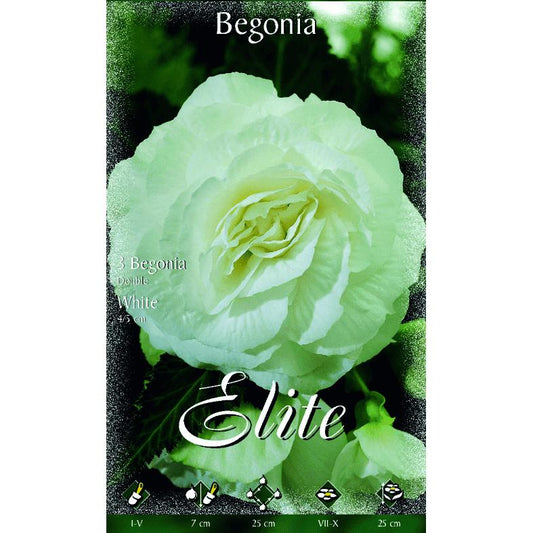 Bulbo Begonia doble blanca 3 uds