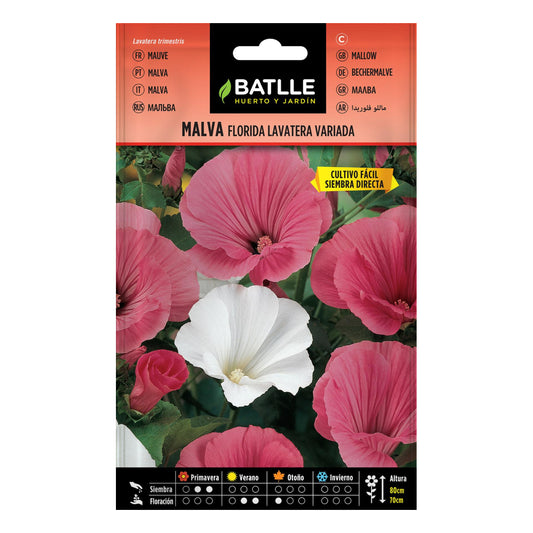 Nasiona różnorodnych stokrotek Batlle