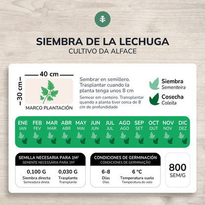 Semillas de Lechuga Romana ecológicas Planeta Huerto