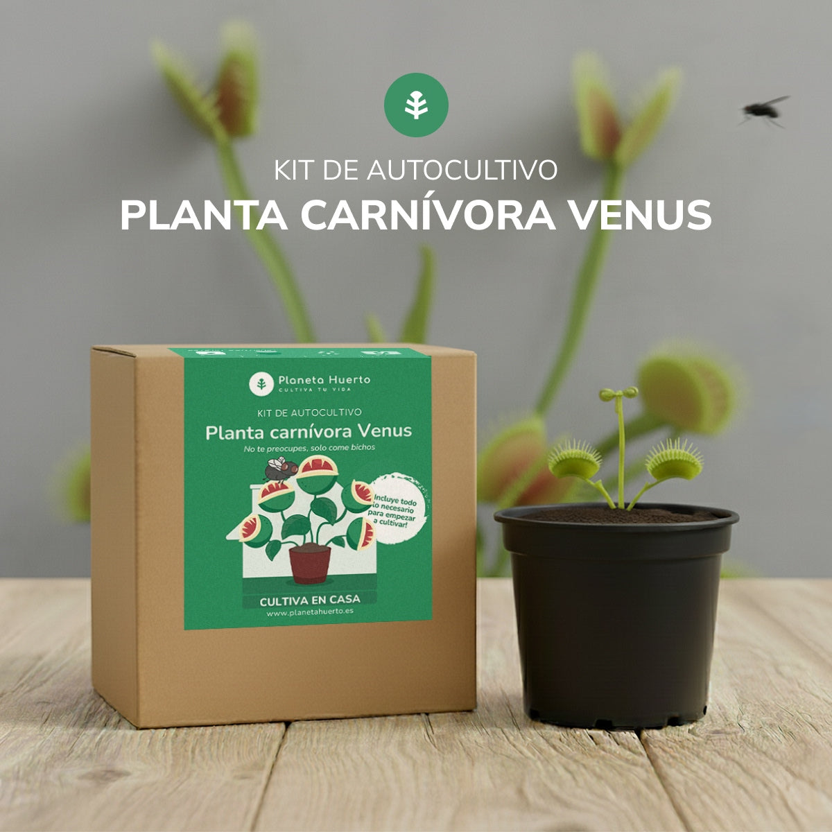 Självodlingssats Venus flytrap köttätande växt Garden planet