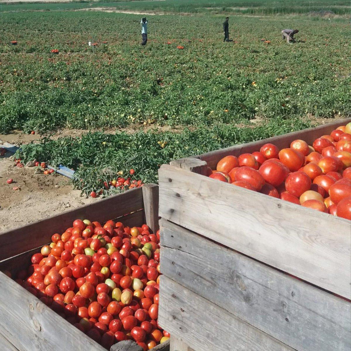 6-pack Ekologisk hemlagad tomatsås utan socker Ékolo 340 g