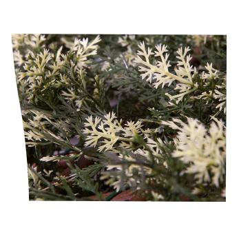 Rozkładana kratka cyprysowa 1x1,5 m