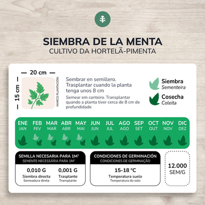 Semi biologici di menta piperita Planeta Huerto