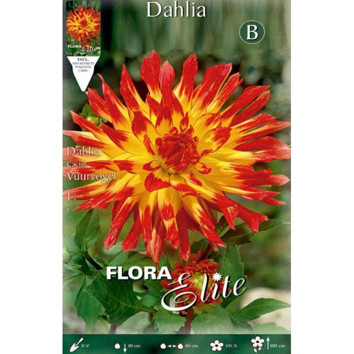 Bulbe de dahlia cactus jaune à pointe rouge 1 unité