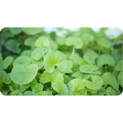 Brahmi Gotu Kola Organic India 90 kapsułek