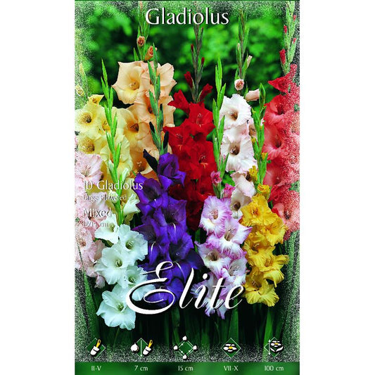 Gladioluslökar, blandning, 10 st