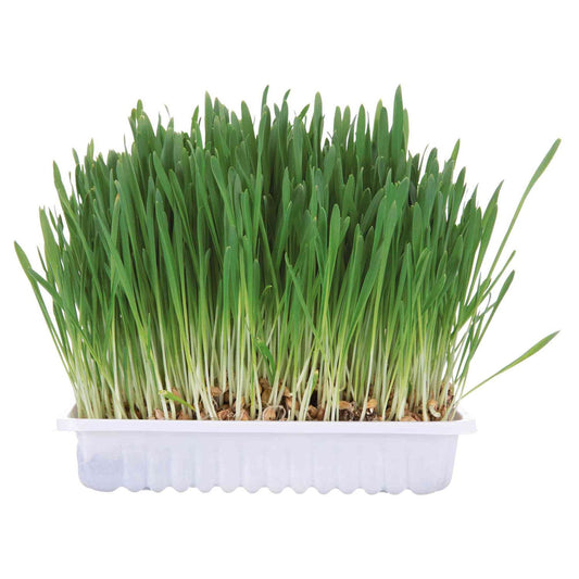 Trixie Grass tray for rodents 100 g