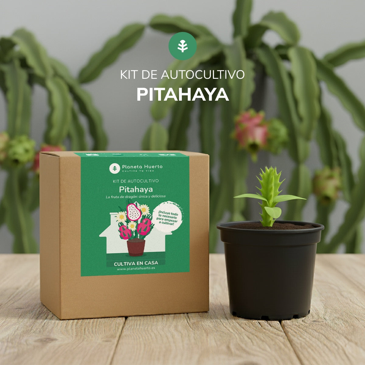 Drachenfrucht Pitahaya Bausatz für den Selbstanbau Planeta Huerto