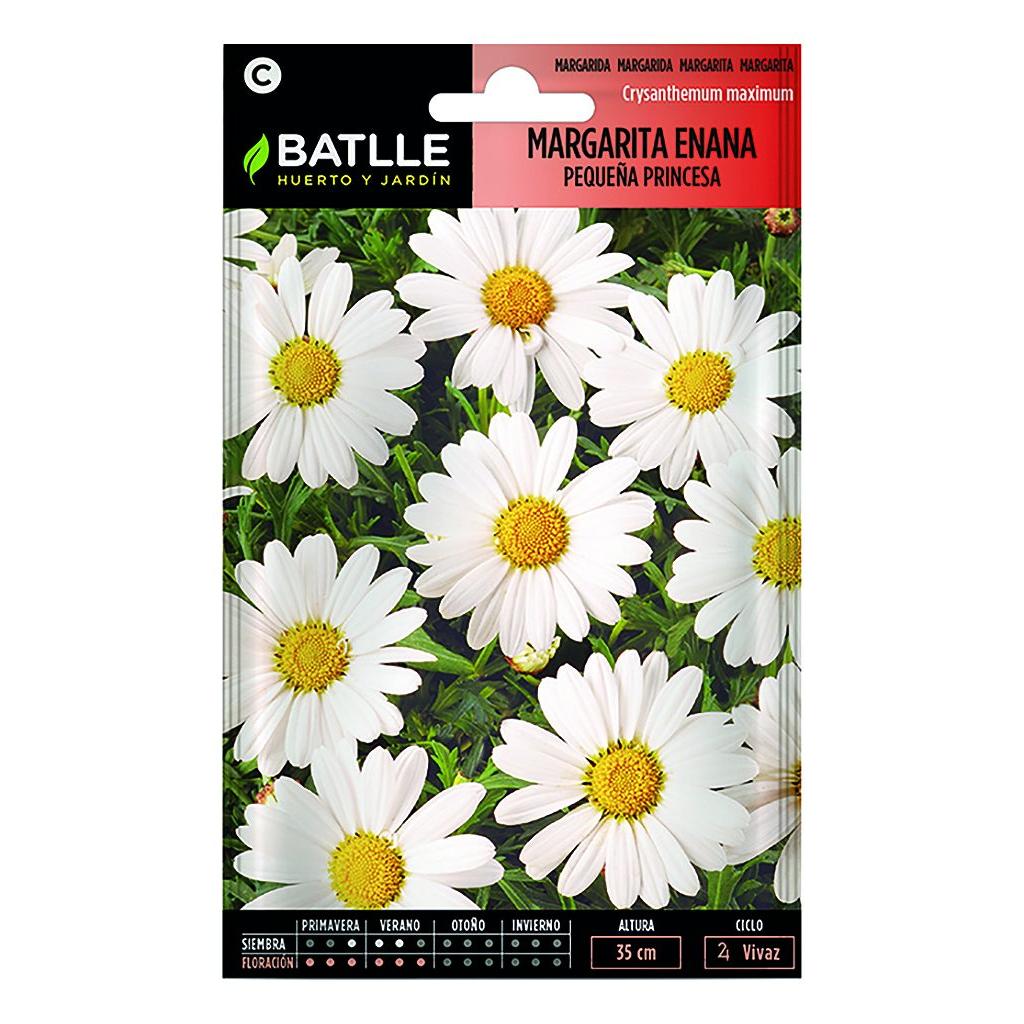 Samen der Zwergmargerite „Pequeña Princesa” von Batlle