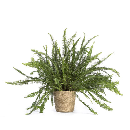 Nephrolepis exaltata of Boston varen 40-60