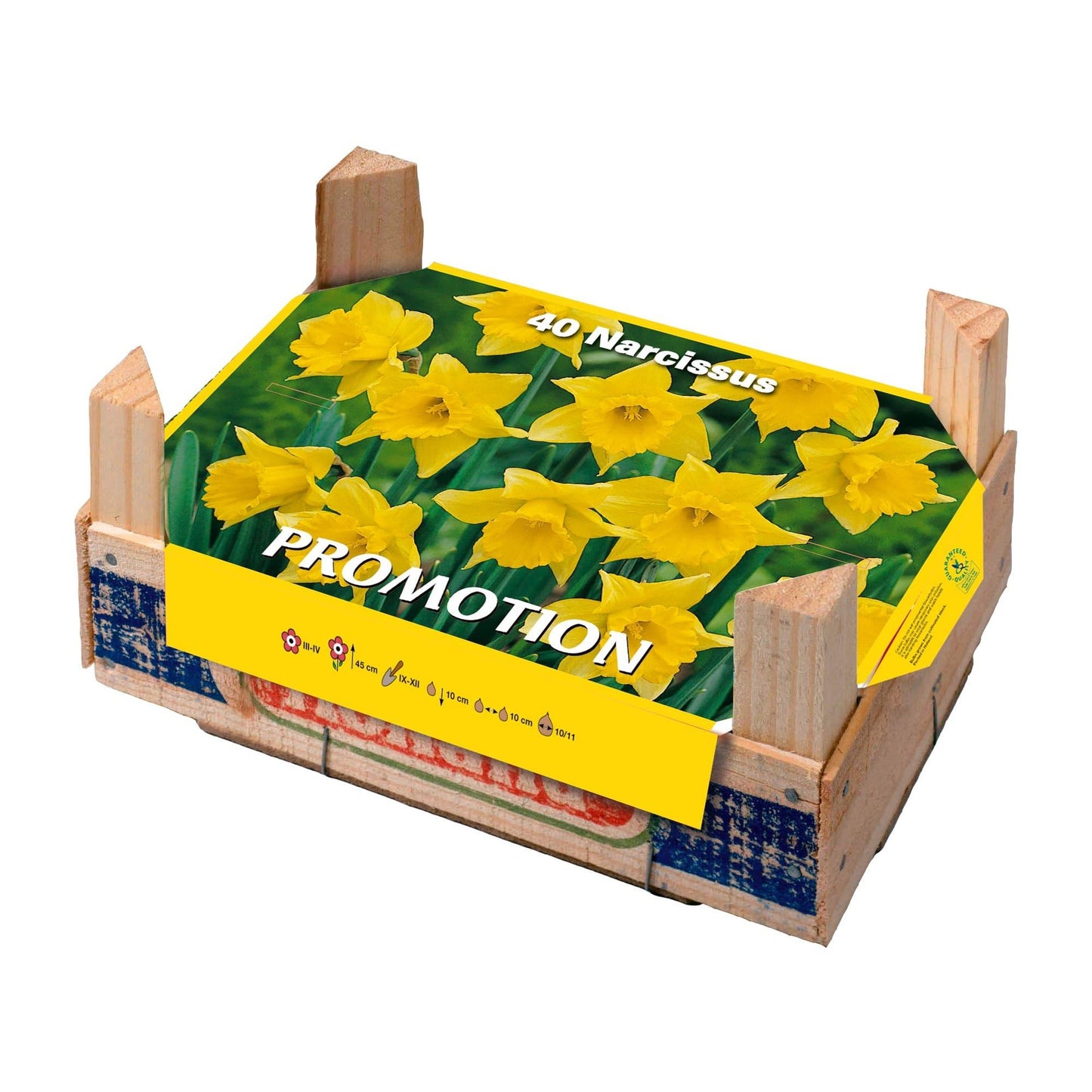 Boîte de 40 jonquilles