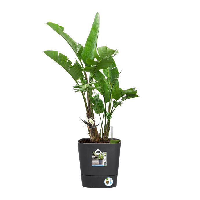 Doniczka z automatycznym nawadnianiem Greensense Aquacare Square Elho 30 cm charcoal grey