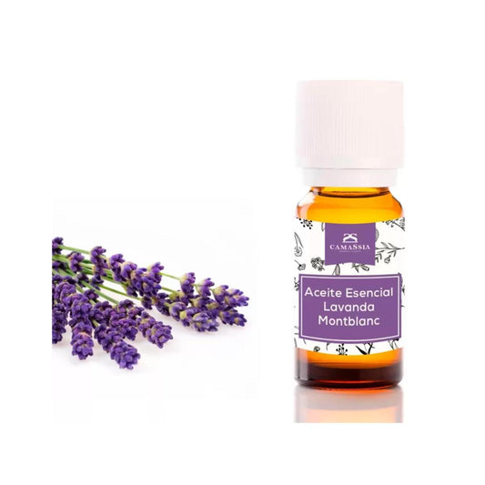 Ätherisches Lavendelöl, Camassia 10 ml