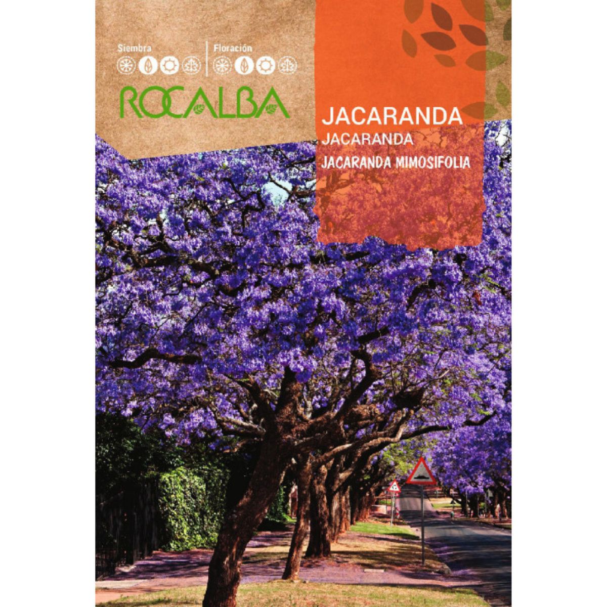Graines de Jacaranda Jacaranda mimosifolia