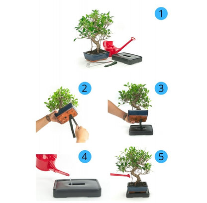 Sistema di autoirrigazione per bonsai 15 cm