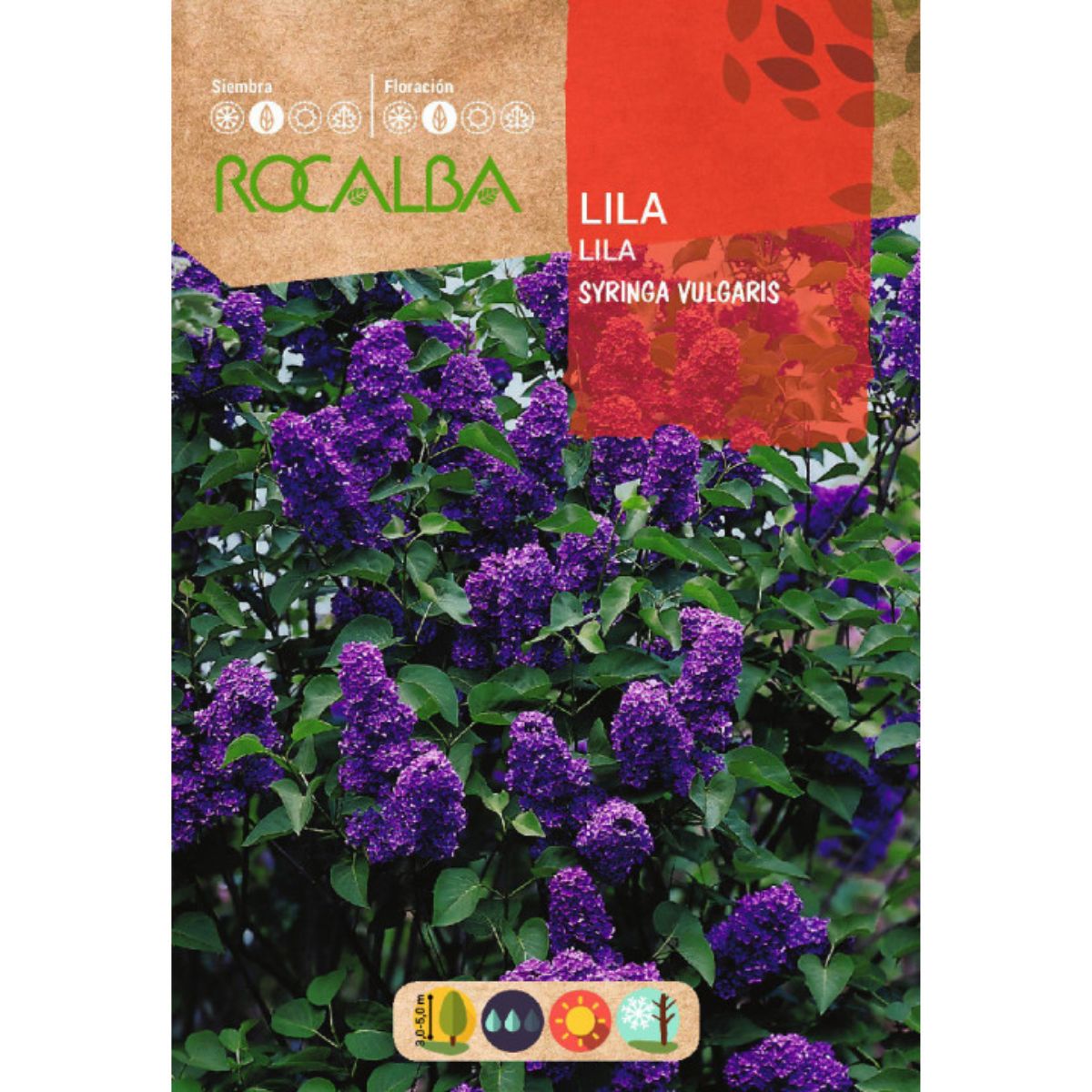 Syringa vulgaris Lilac Seeds