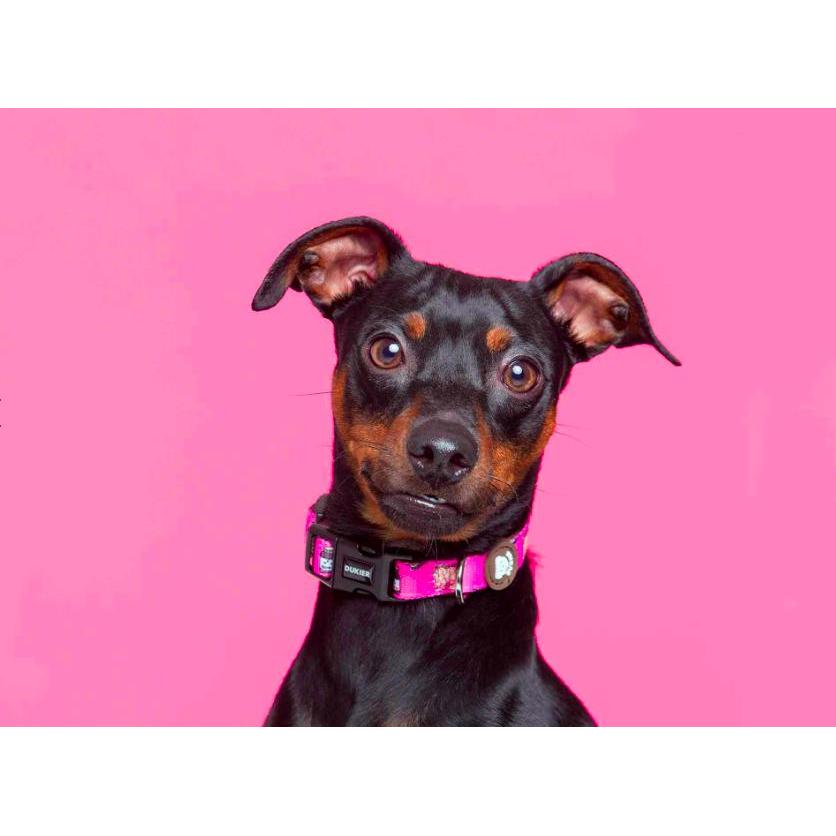 Hondenhalsband DOGTELLA Dukier L