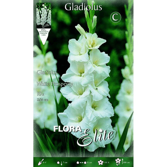 Ren vit gladioluslök 10 st