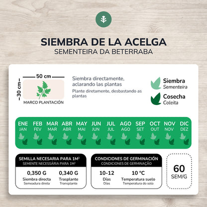 Organic Green Beet Seeds Planeta Huerto