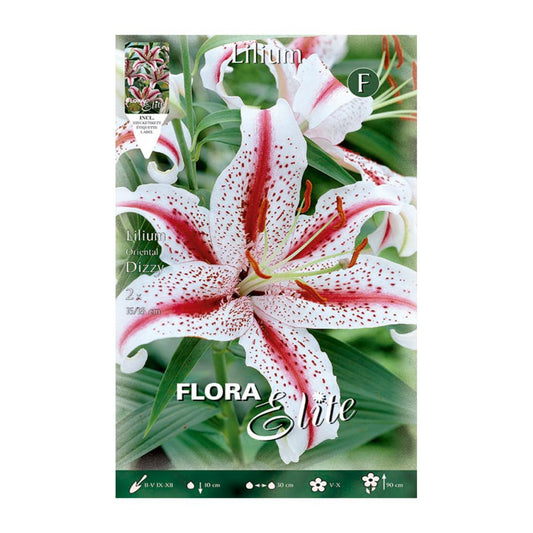 Orientalische Lilienknolle Dizzy  2 Stück