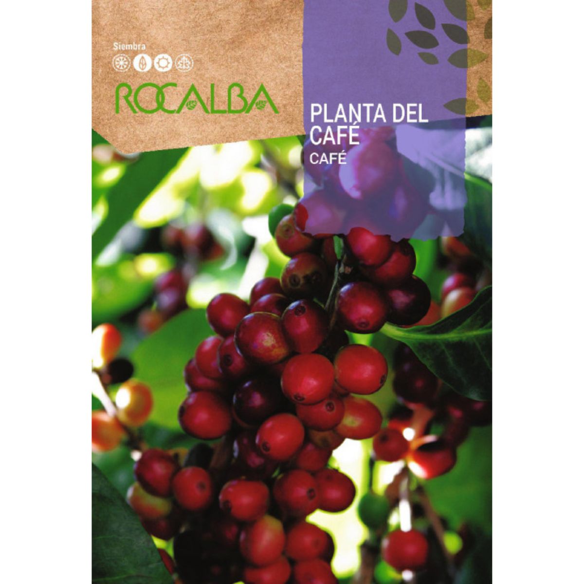 Coffee plant seeds