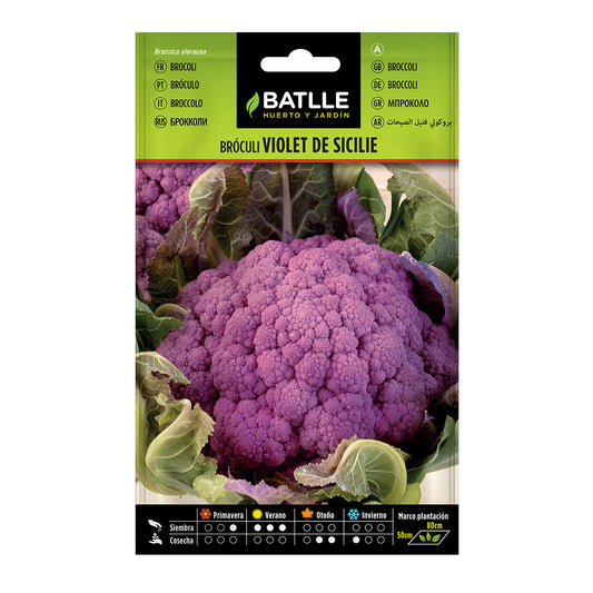 Semi di broccoli Violet di Sicile Batlle