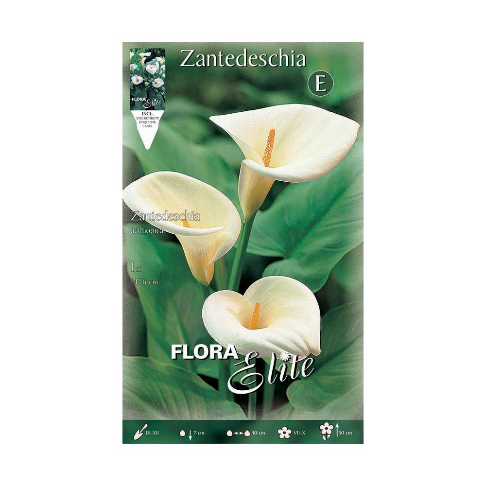 Witte Calla aethiopica-bol 1 stuk
