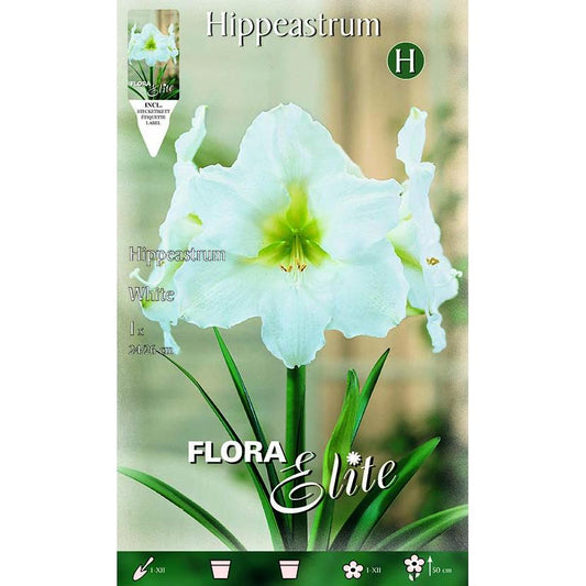 Cebulka amarilis biała 1 szt.