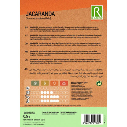 Graines de Jacaranda Jacaranda mimosifolia