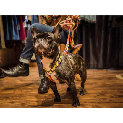 Harnais classique pour chien SUPERDOG Dukier L