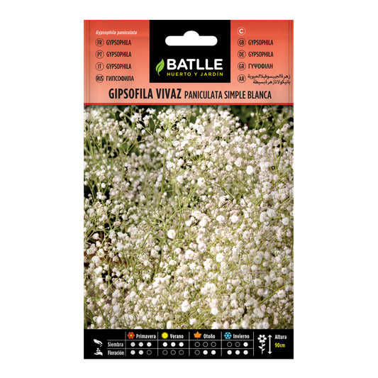 Frön av flerårig gypsophila Paniculata enkel vit Batlle