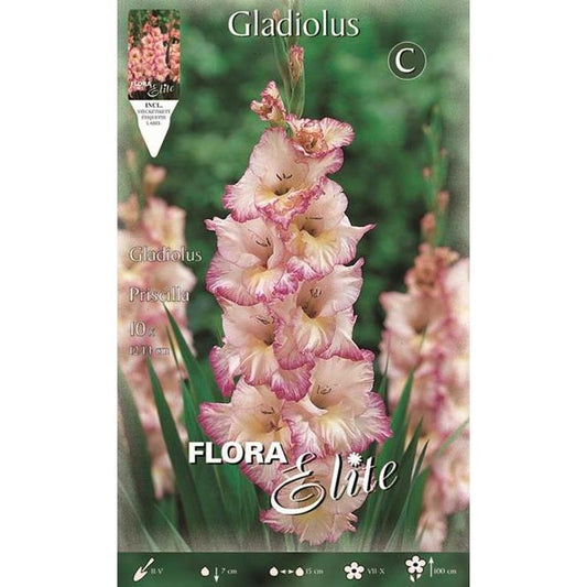 Vit gladioluslök med rosa ränder 10 st