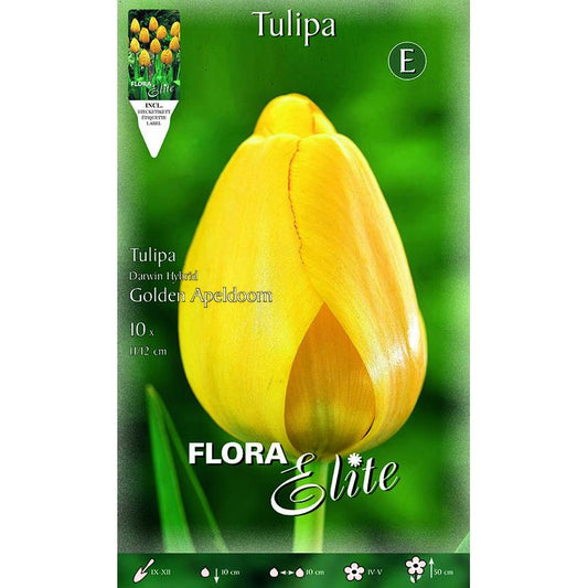 Bulbi di tulipano giallo 10 pz
