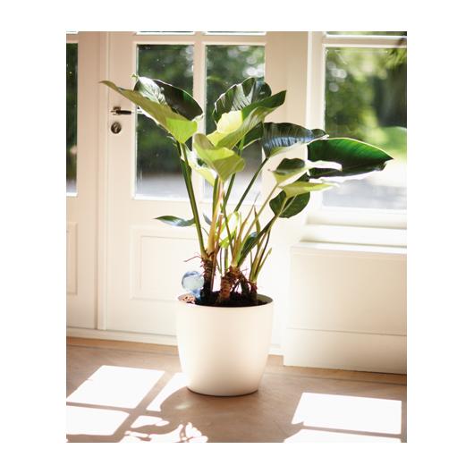 Aqua care trasparente Elho