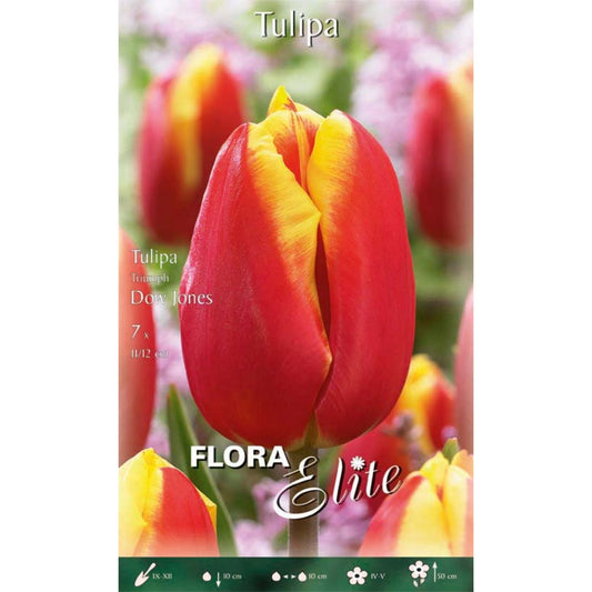 Red tulip bulbs with yellow edges, 7 pcs