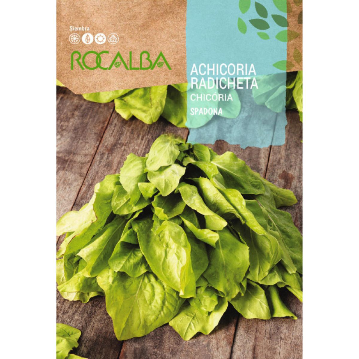 Cikoriafrön radicheta spadona