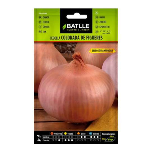 Nasiona czerwonej cebuli z Figueras sel. Ampurdan Batlle